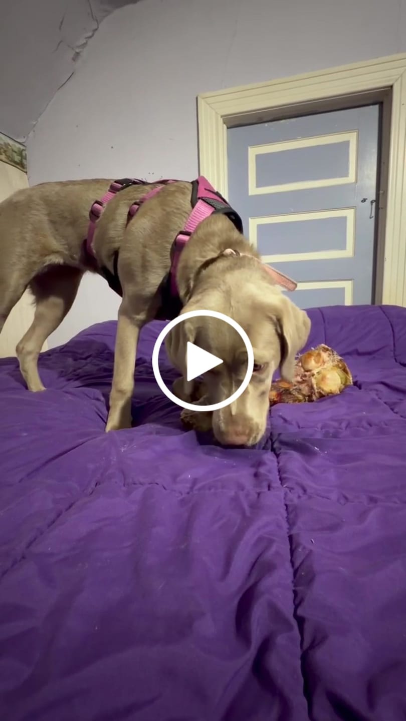 Customer video review of Smoked Dinosaur Bones