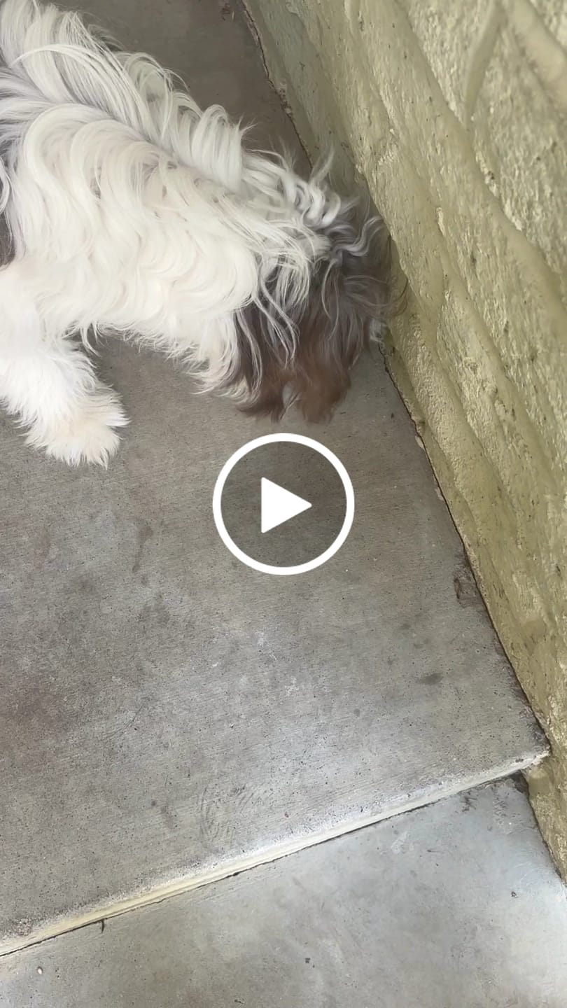 Customer video review of Vitality Grain Free Base Mix