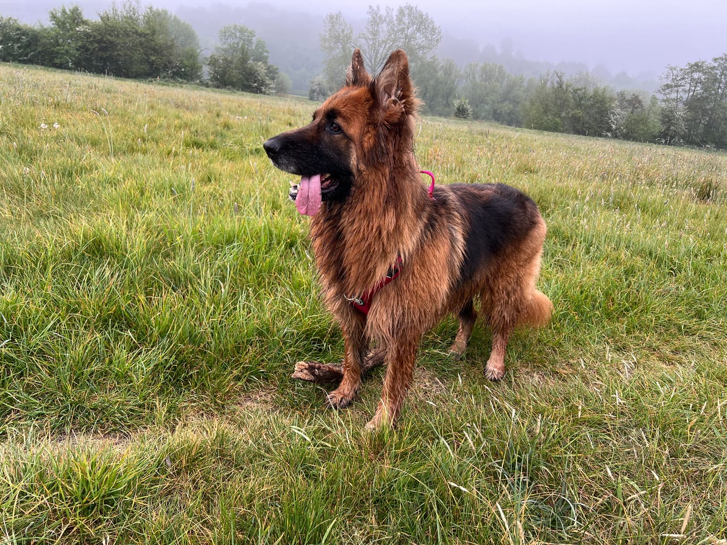 Customer photo review of Anti Pull Hurricane Harness Lighter | With Handle - Carminerose
