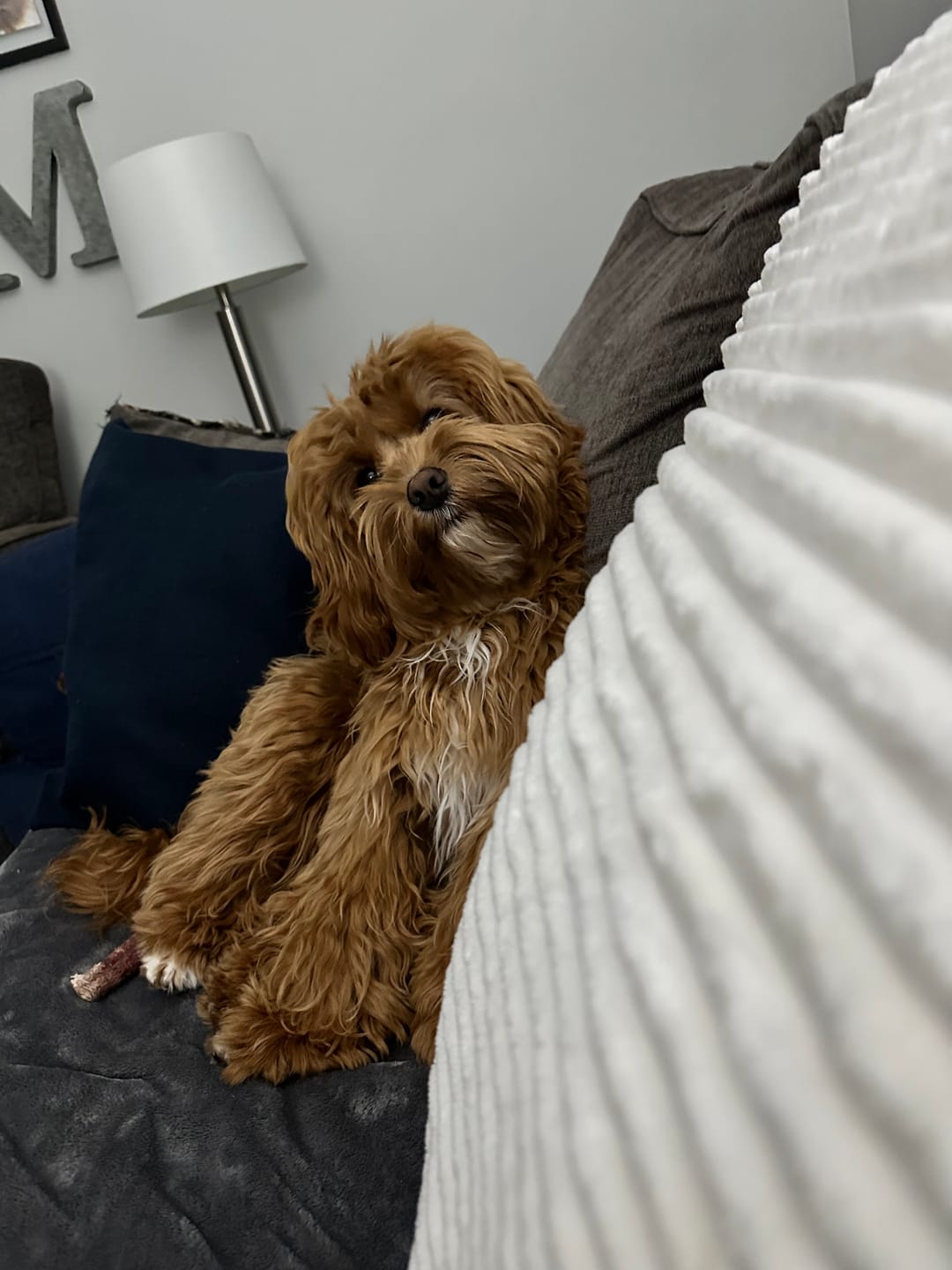 Customer photo review of 6 Inch Monster Bully Stick