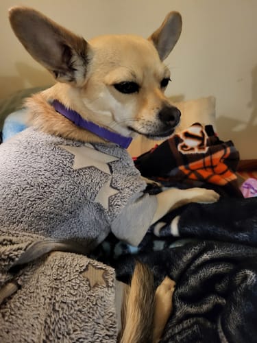 Customer's dog wearing the purple PawLax Collar and looking calm while resting in a grey sweater.