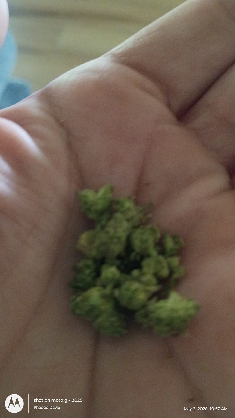 Customer photo review of Gas Cake - 14 Grams Littles - Indica