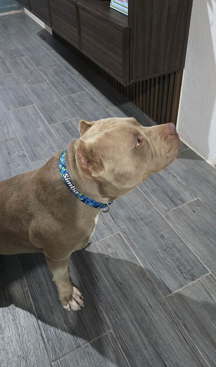 Customer photo review of Collar personalizado: Noche