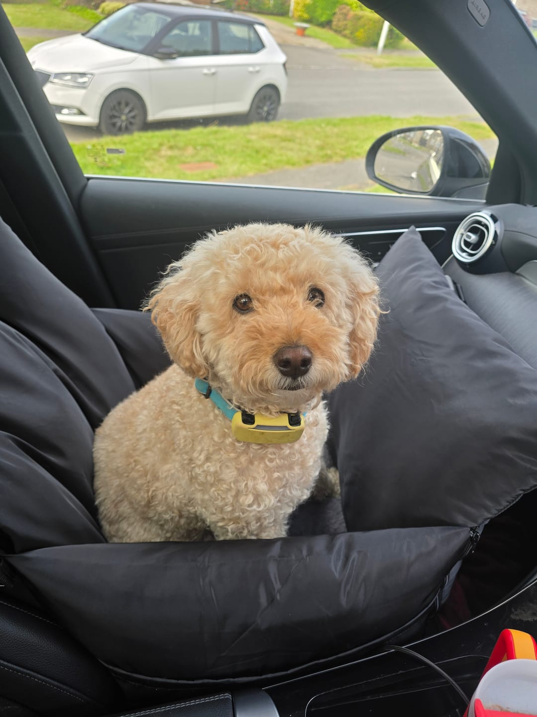 Customer photo review of Travel Dog Pod - Now With IsoFix