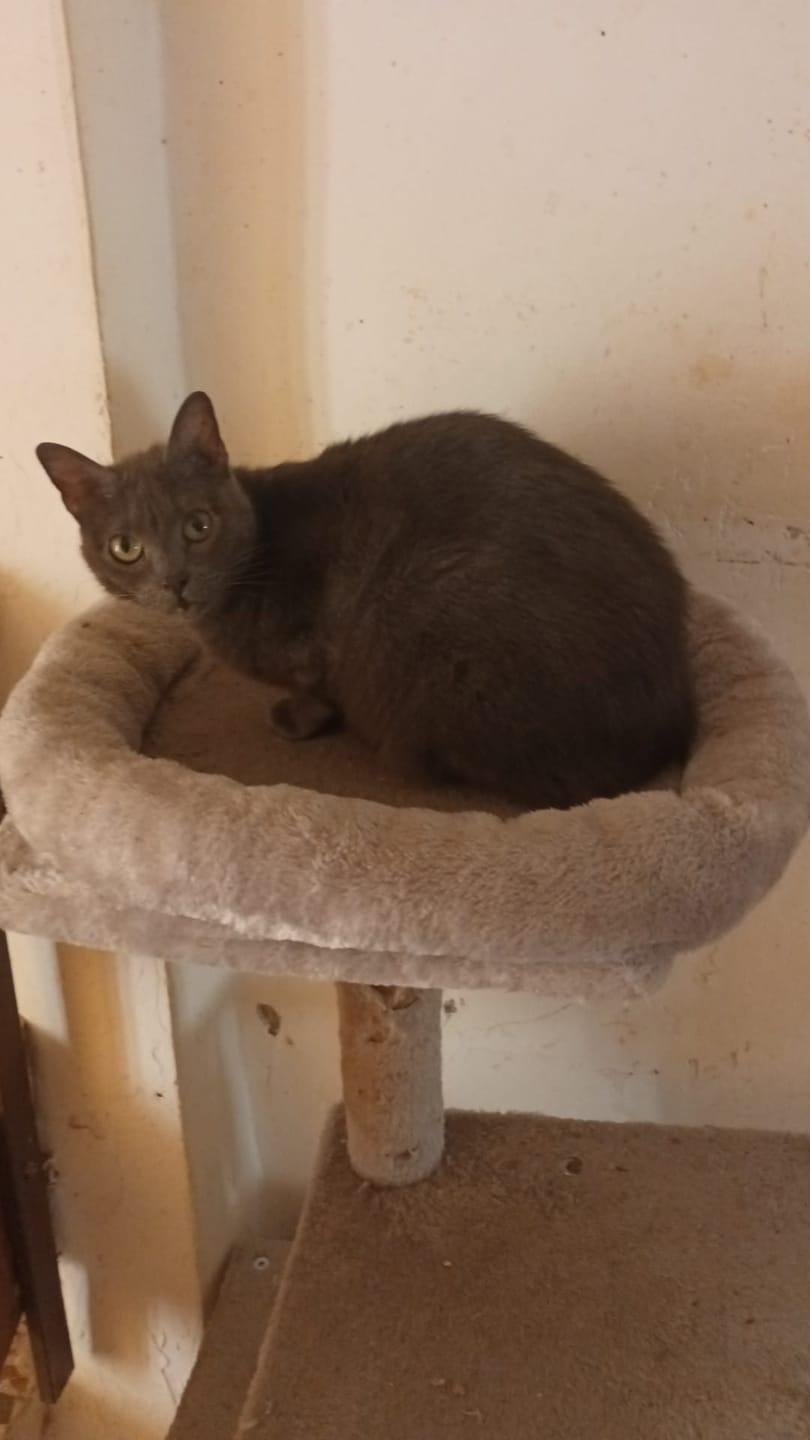 Customer photo review of Cat Adult