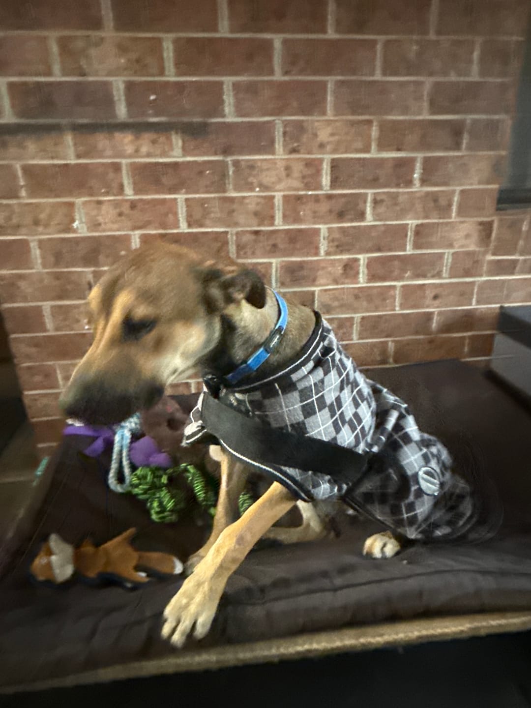 Customer photo review of Rogz Amphibian Classic Collar