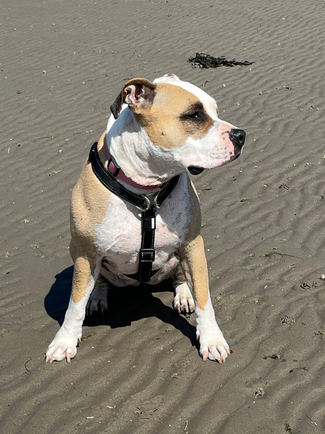 Customer photo review of No Pull Front D- Ring Harness Test