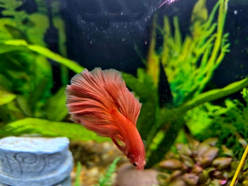 Customer's vibrant Orange Halfmoon Male Betta Fish swimming in a planted aquarium.