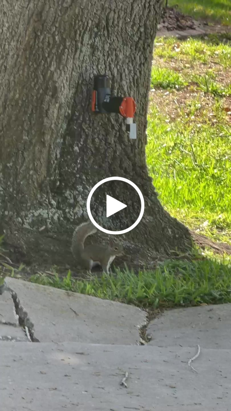 Customer video review of A18 Squirrel Trap Kit With Digital Strike Counter