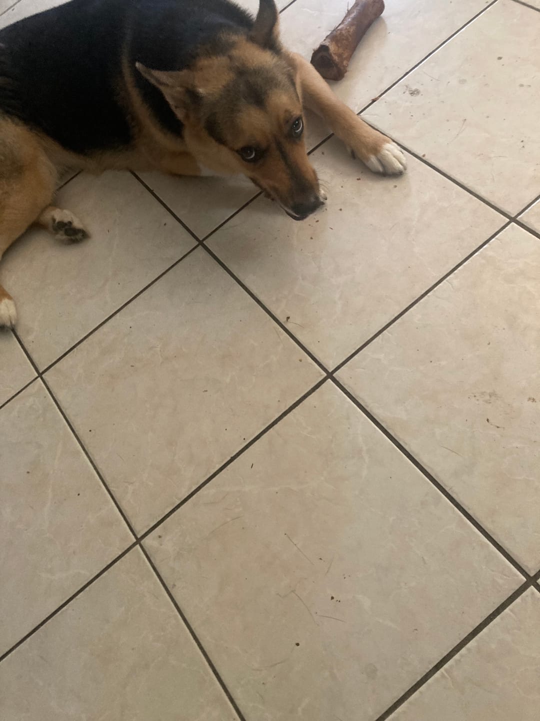 Customer photo review of Smoked Beef Marrow Bones — Stuffed Edition (Limited Time)