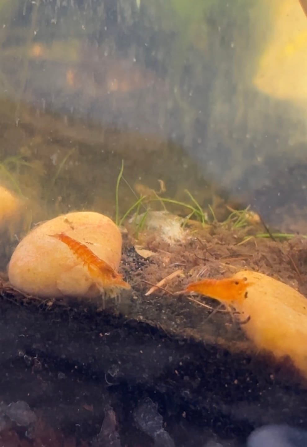 Customer photo review of Orange Sunkist Shrimp