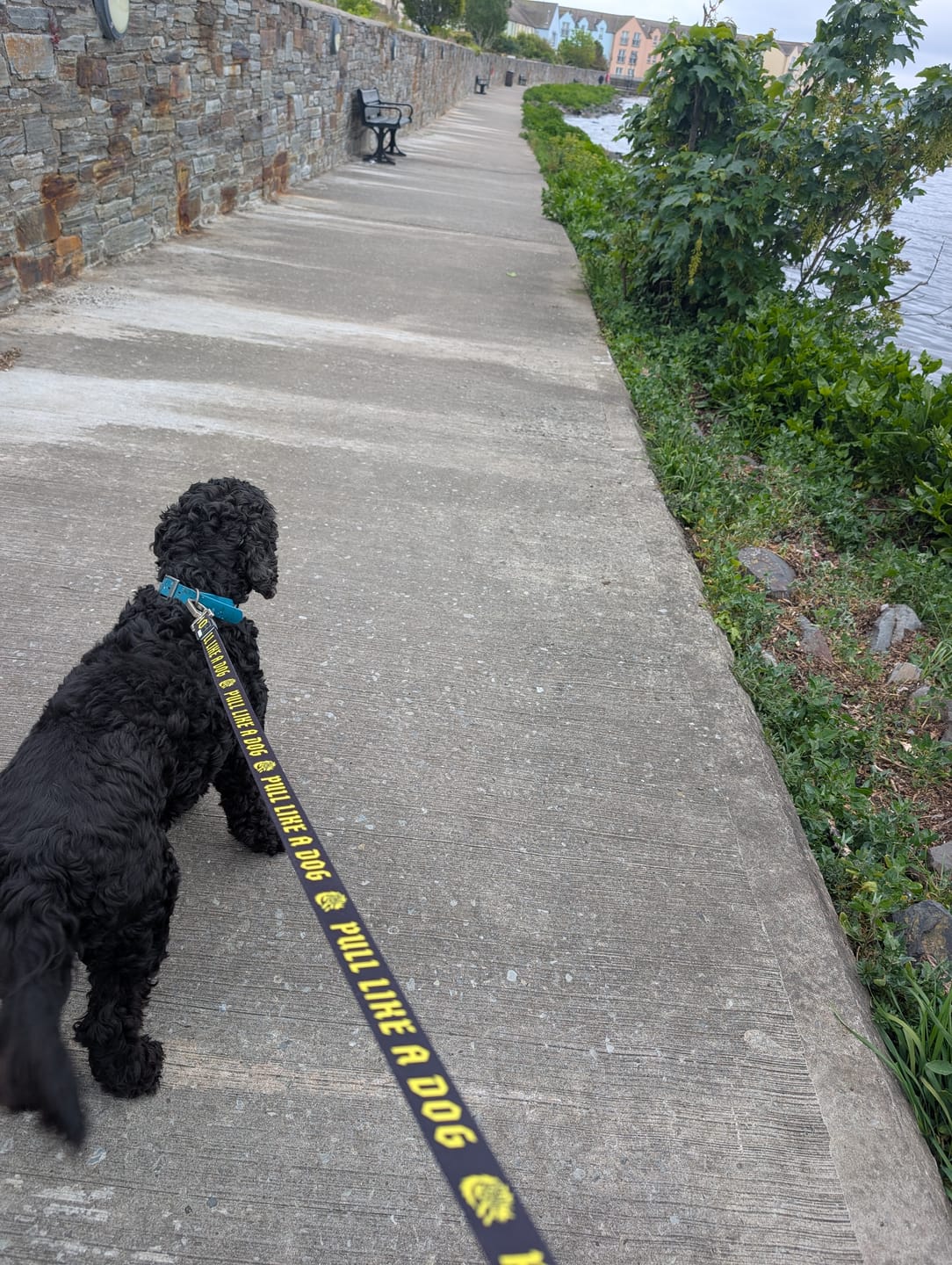 Customer photo review of Madra x The Scratch - Leash
