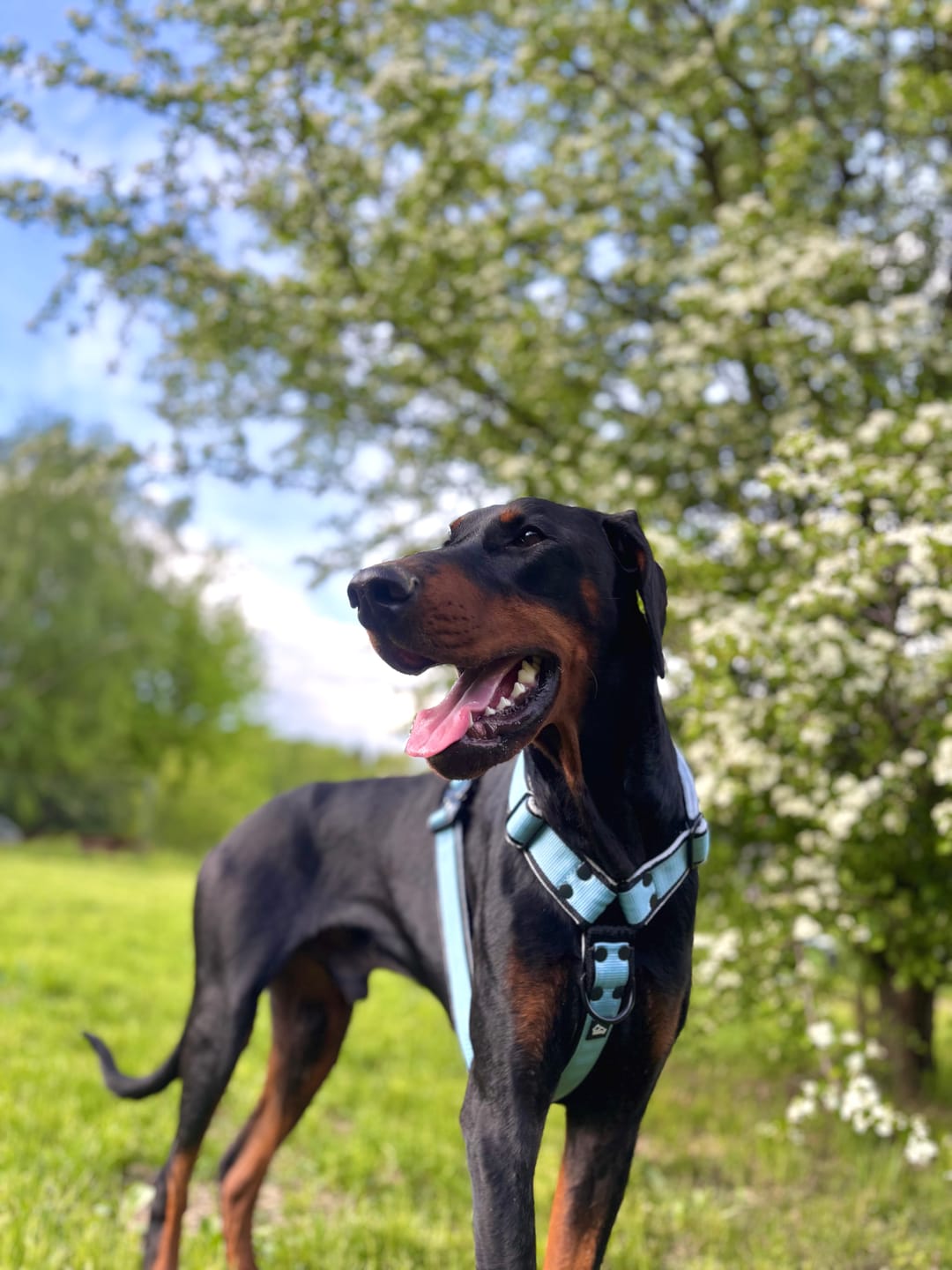 Customer photo review of Szelki z szybką klamrą - Easy Walk Extreme Black Edition Baby Blue