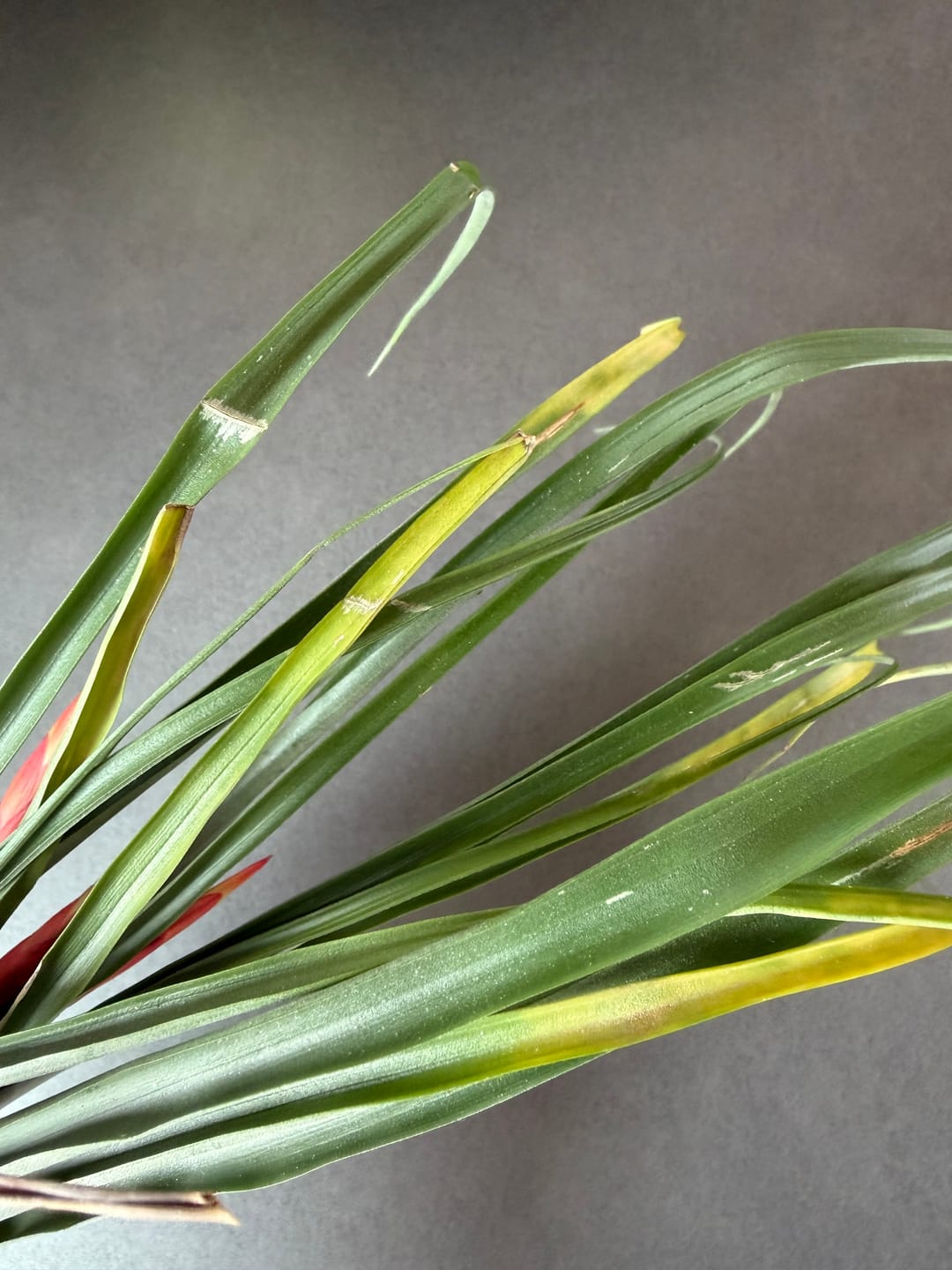 Customer photo review of Tillandsia flabellata 'L'
