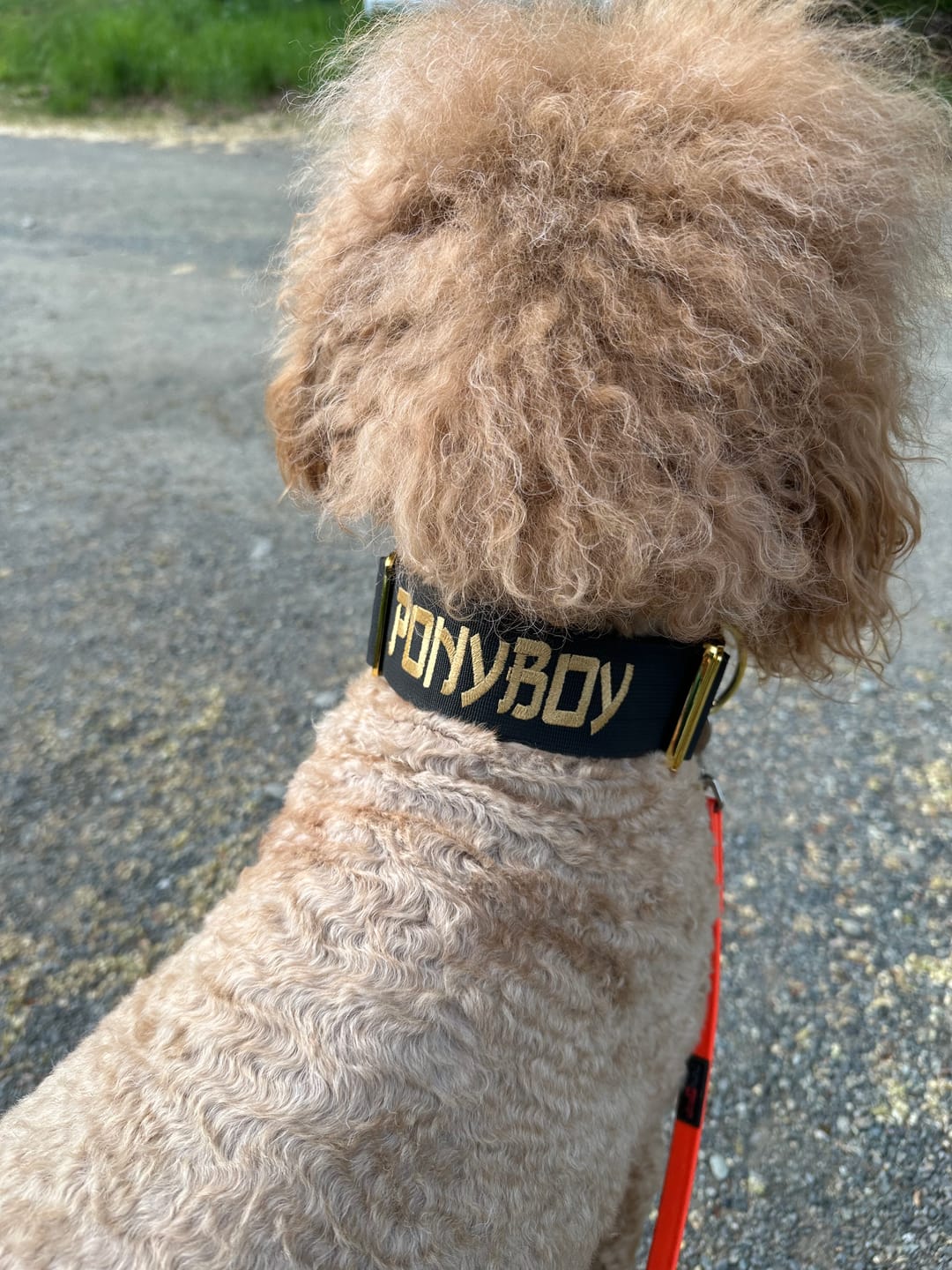 Customer photo review of 2" Tacti Luxe Dog Collar - Gold Noir