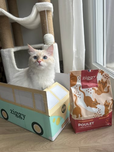 Avis d'un client : un adorable chaton blanc à côté du paquet de Croquettes Chaton Poulet & Huile de Saumon.