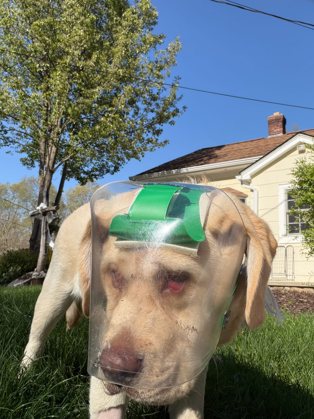 Customer photo review of OptiVizor - Regular Snout - Clear UV Tint