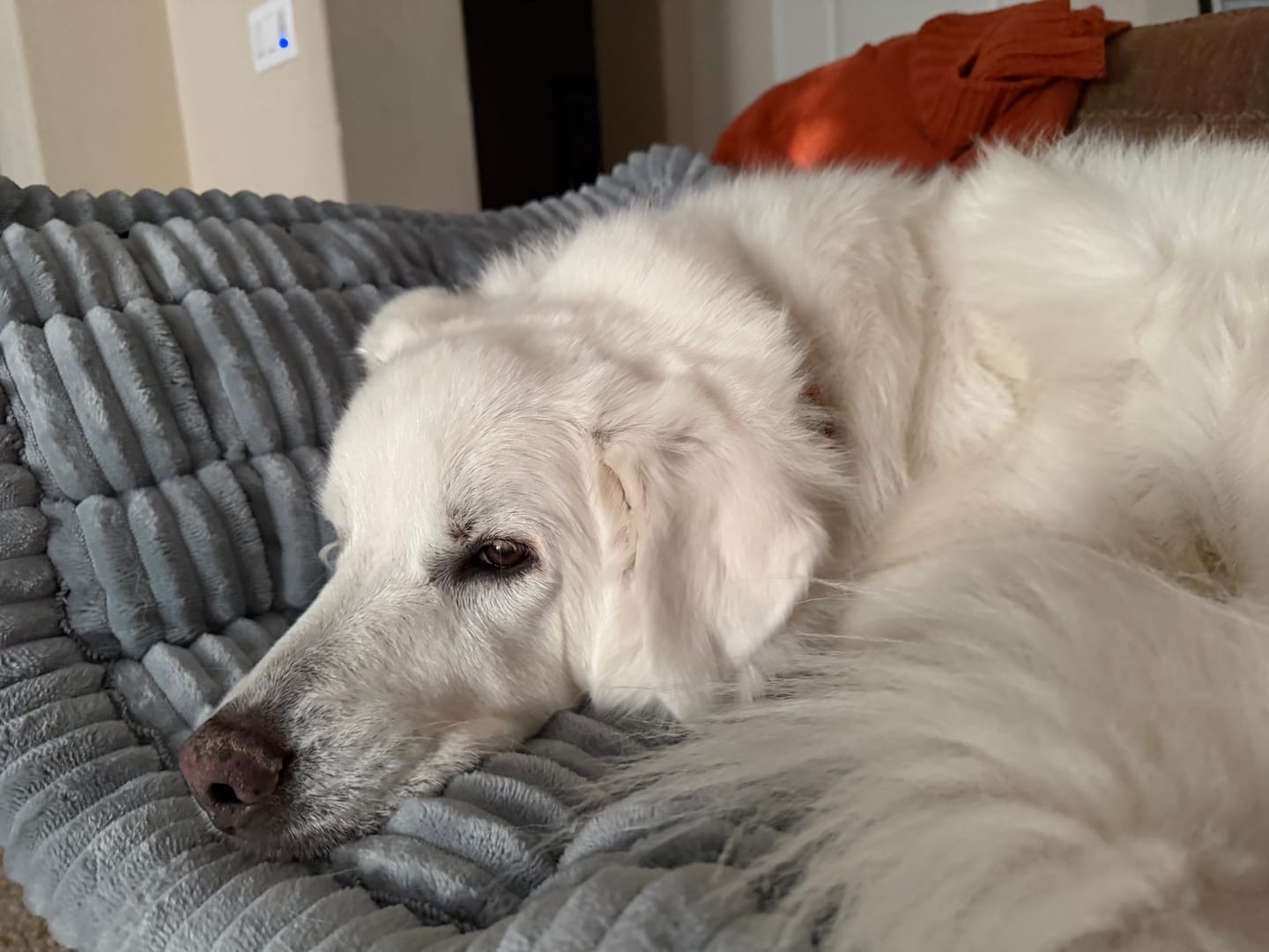Customer photo review of Thickened Dog Bed for Car Back Seat & Couch