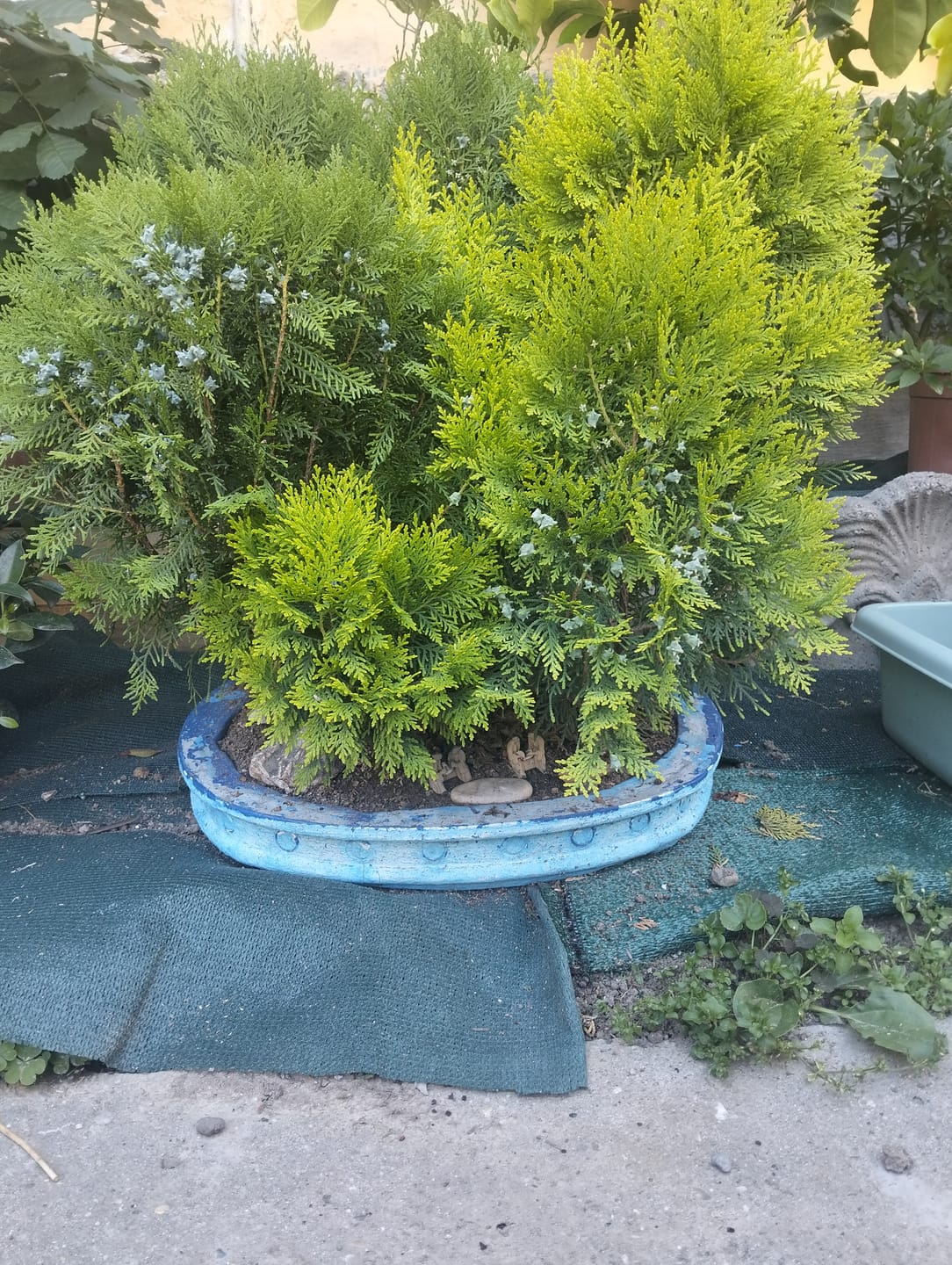 Customer photo review of Bundle 8 Video Corsi di Lavorazione Bonsai
