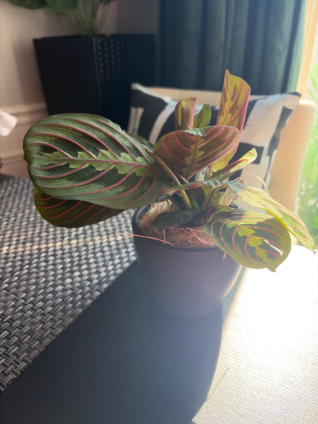 Customer photo review of Maranta  leuconeura, Red Prayer Plant