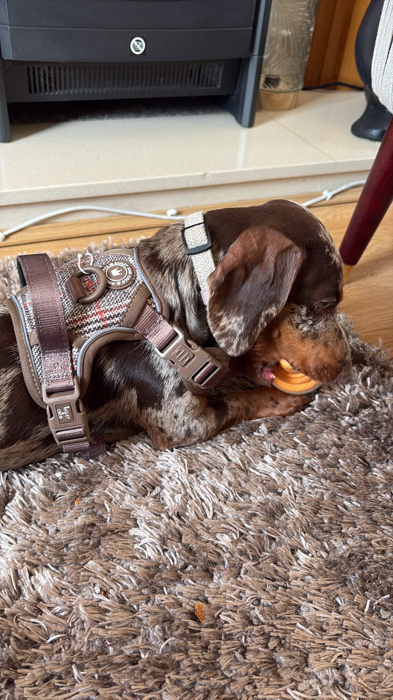 Customer photo review of Trail & Glow Tweed Dog Harness - Colour Drops - Heritage Plaid