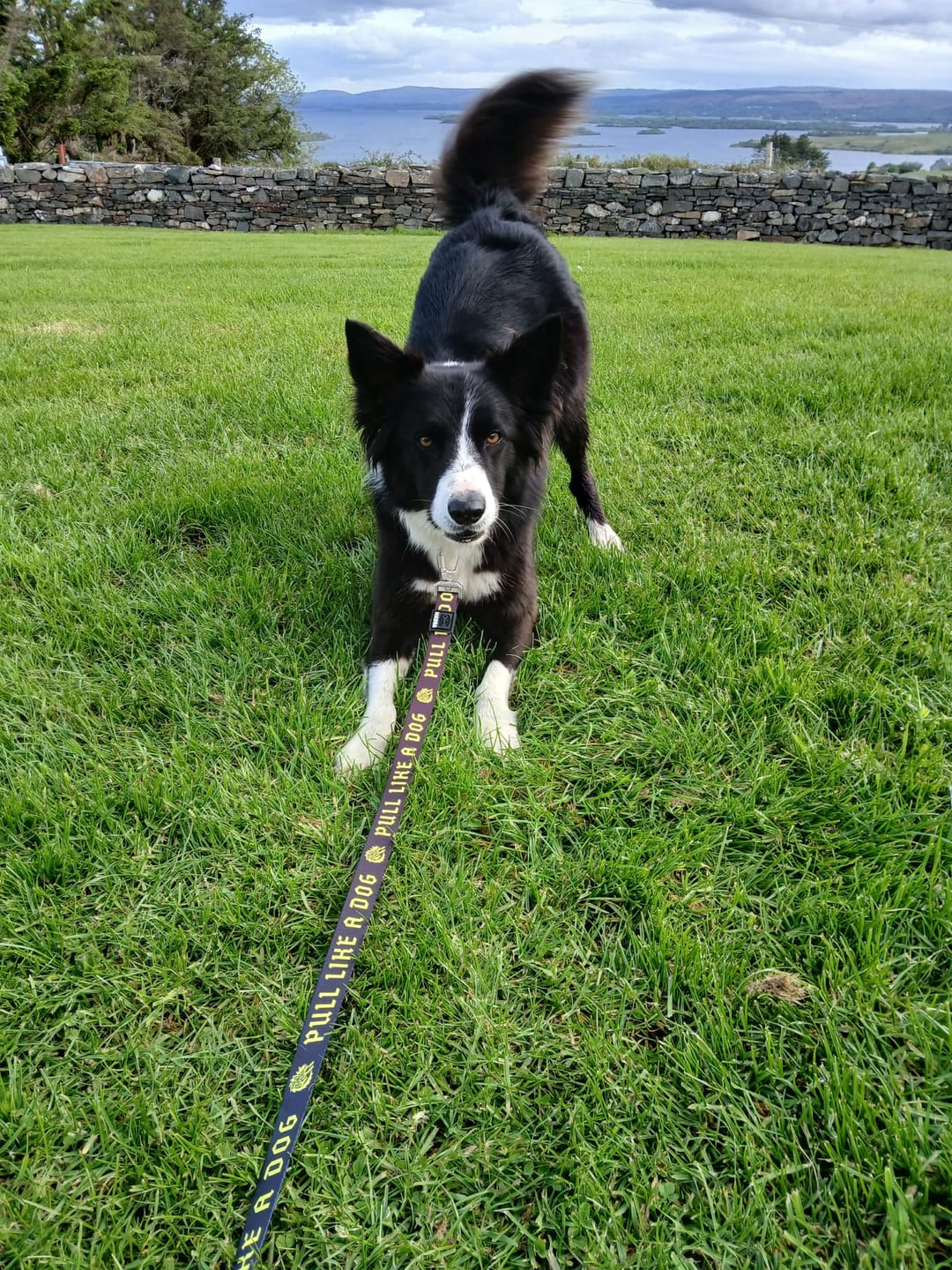 Customer photo review of Madra x The Scratch - Collar