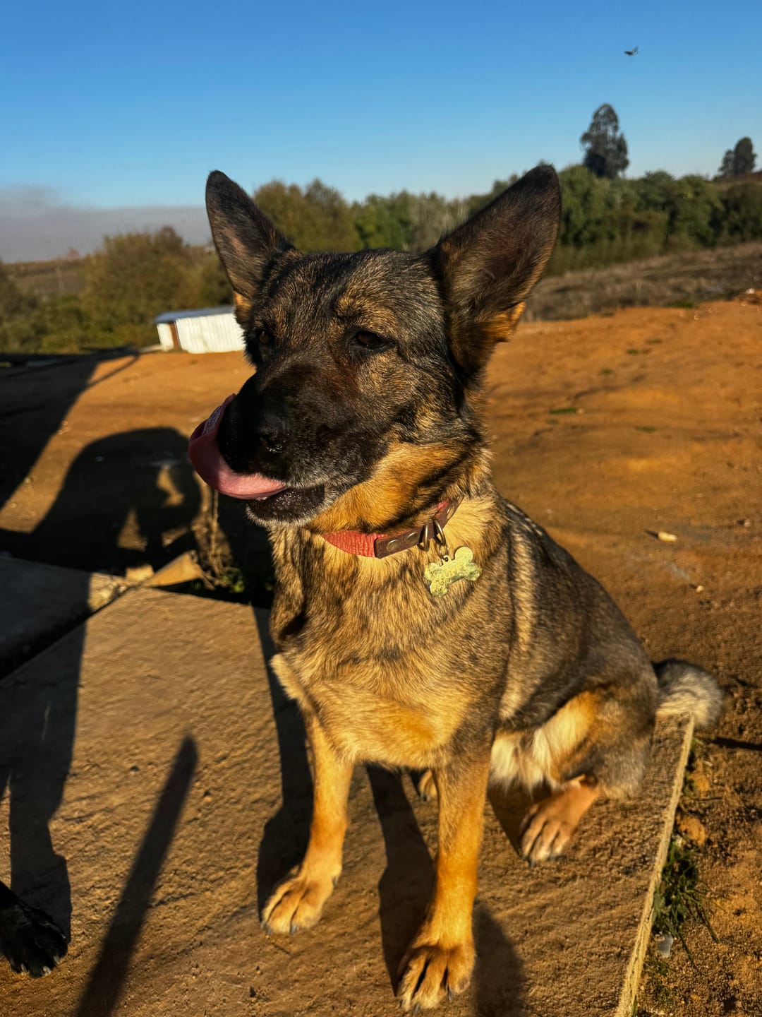 Customer photo review of Collar Duke Rosado Corrugado/Morado Corrugado