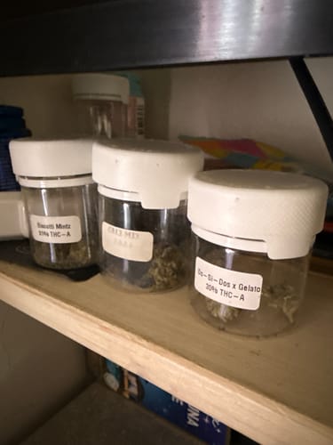 Reviewer's jar of Biscotti Mintz 31% THCA on a wooden shelf with two other similar jars.
