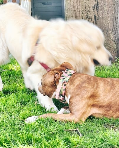 Customer photo review of 5cm Lighter Combat® Collar | Pink Camouflage