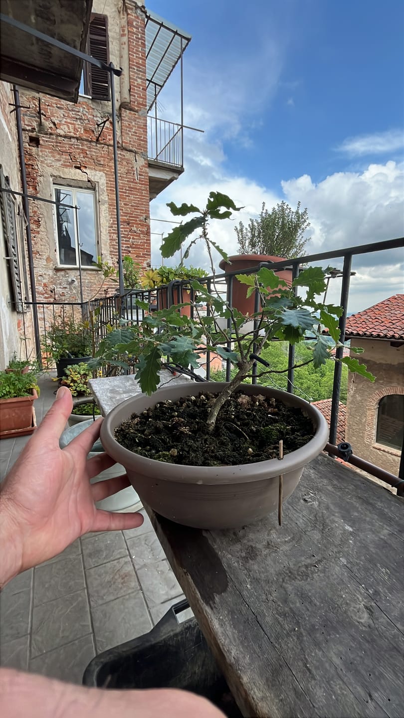 Customer photo review of CURA TOTALE PACK