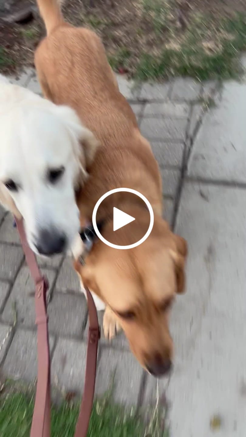Customer video review of Solace 6-IN-1 Hands Free Waterproof Leash