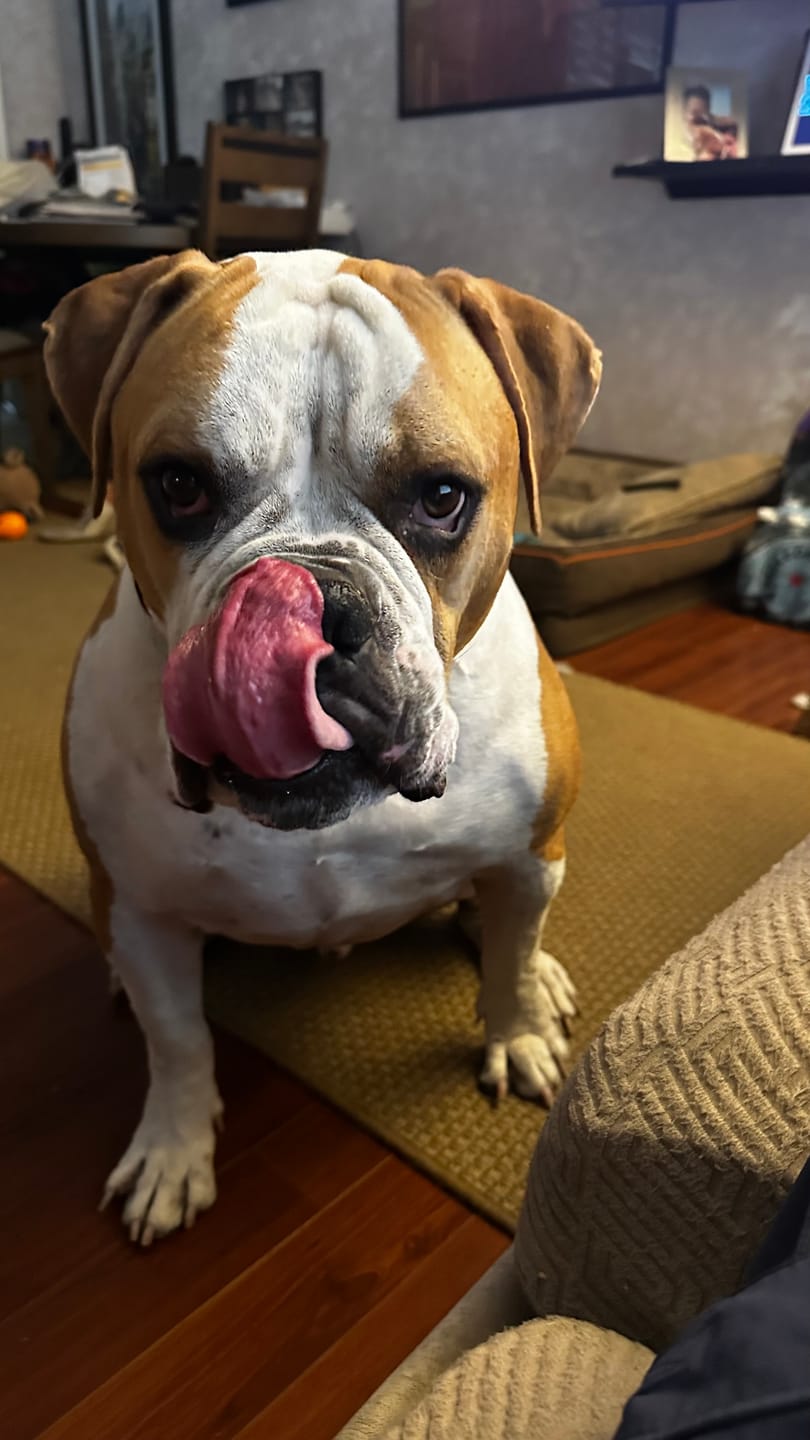Customer photo review of Royal Canin Gastrointestinal Low Fat + Hydrolyzed Protein Dry Dog Food