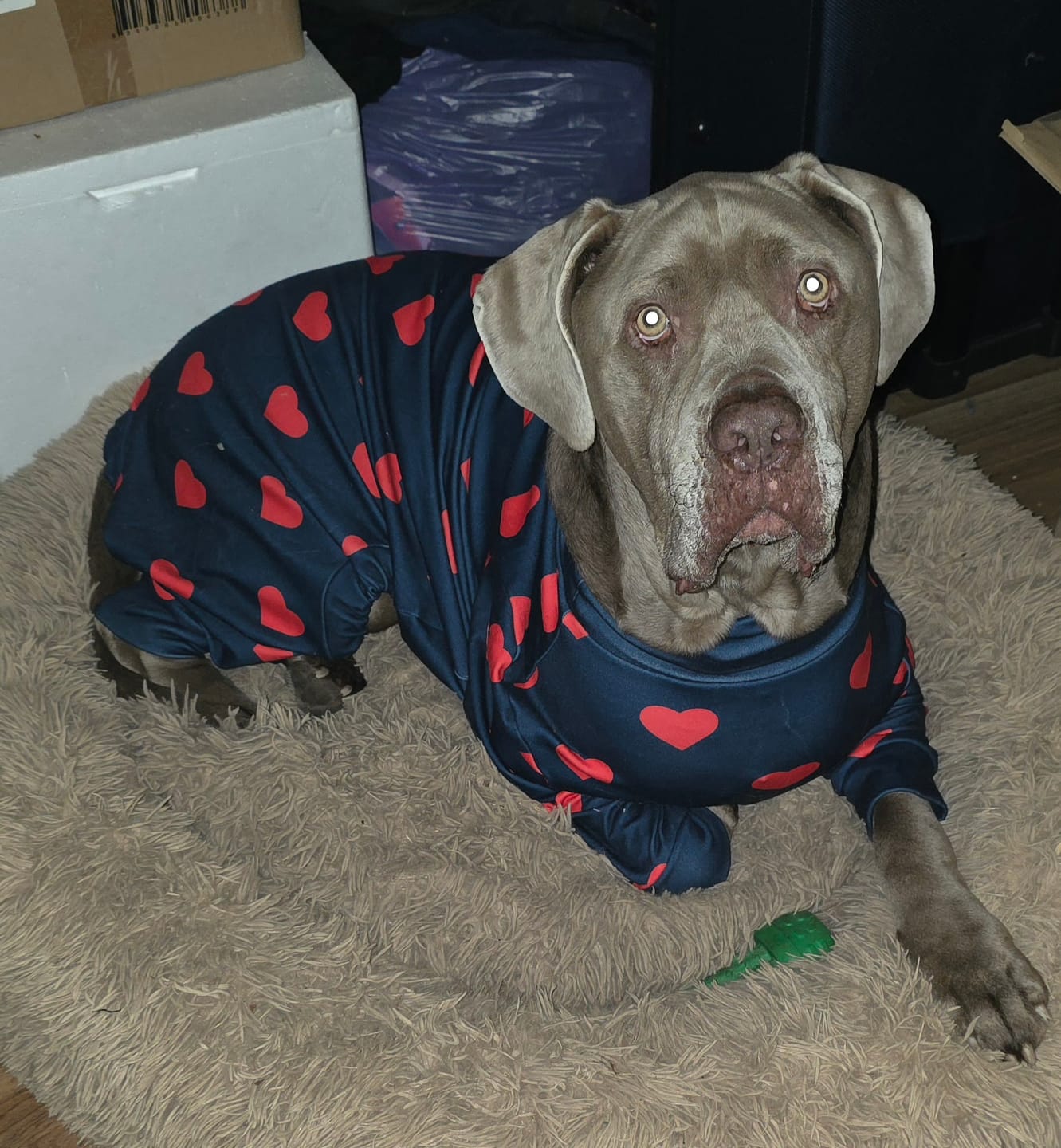 Customer photo review of Dog Pajama - Hearts