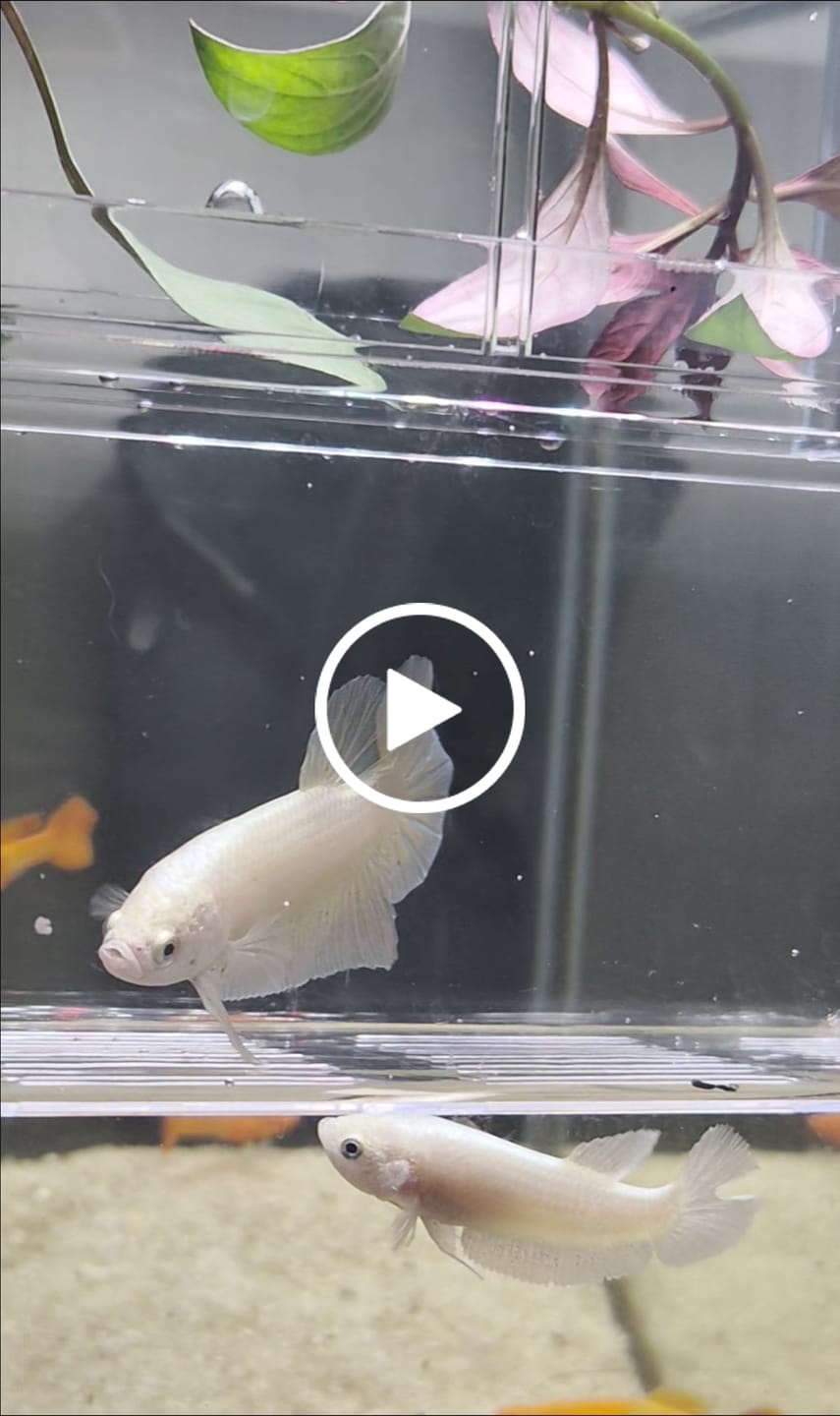 Customer video review of Super Gold 24k Male Betta Fish | High Grade | Mystery Betta