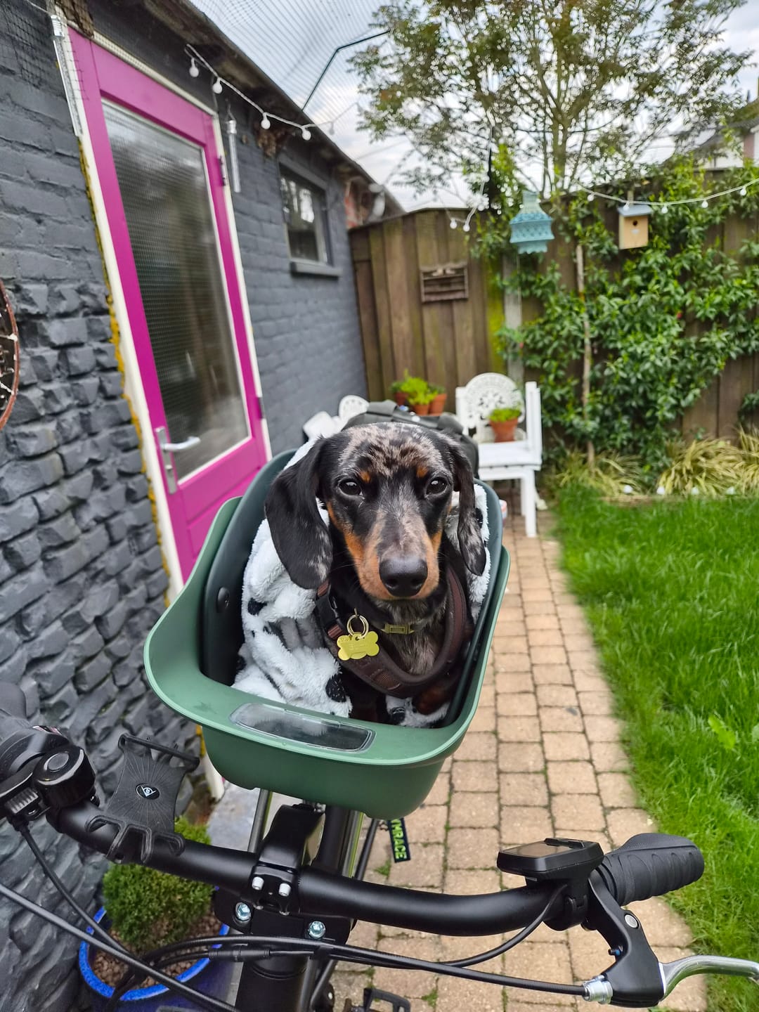 Customer photo review of Kvisp Dog Bike Carrier