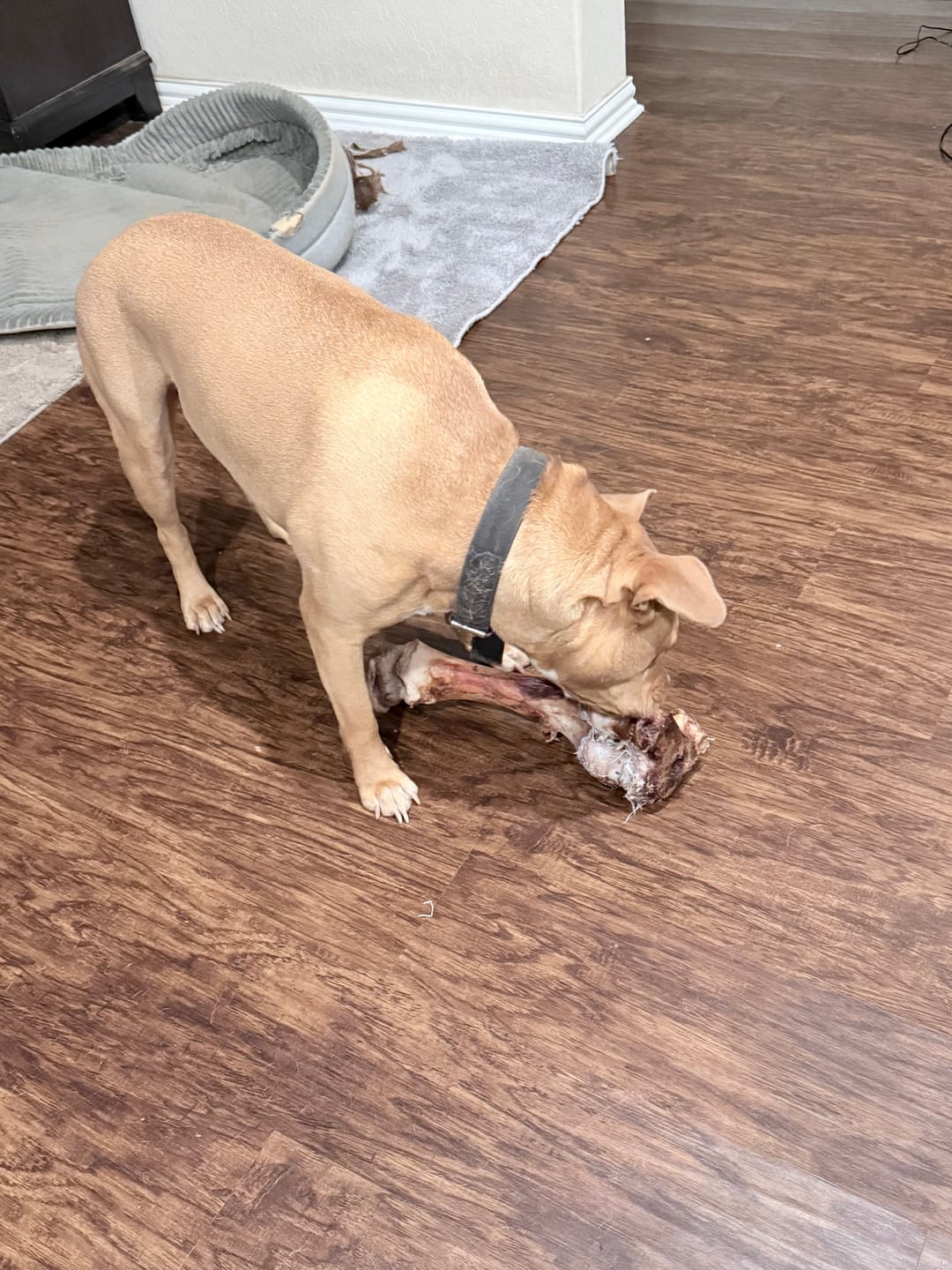 Customer photo review of Smoked Dinosaur Bones