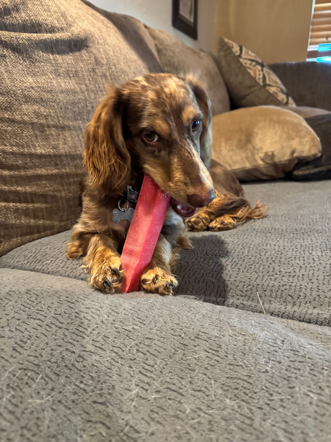 Customer photo review of Coconut Yak Chews