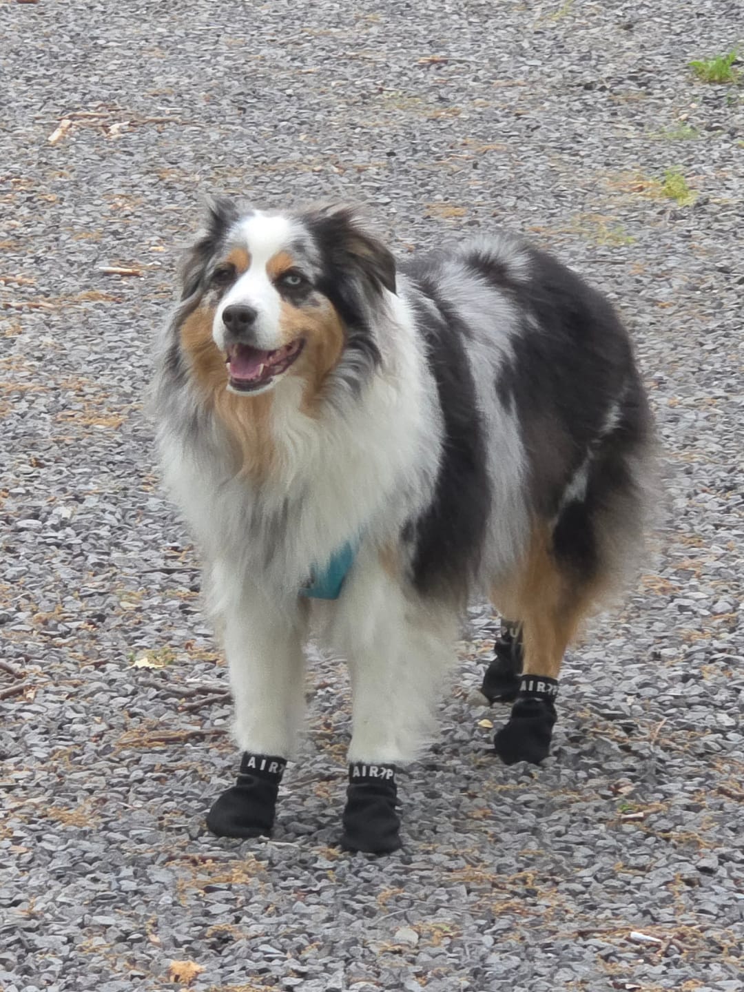 Customer photo review of AIR PUP SPRINTERS - SET OF 4
