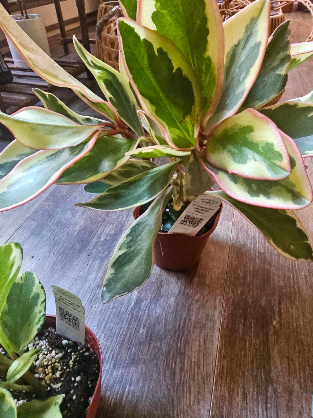 Customer photo review of Peperomia clusiifolia 'Ginny'
