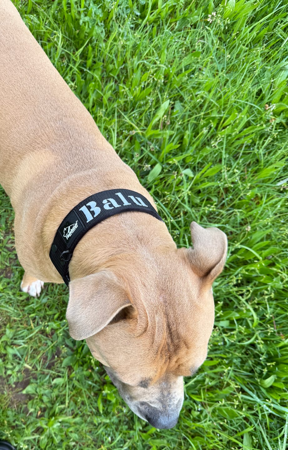 Customer photo review of Martingale halsband med namn