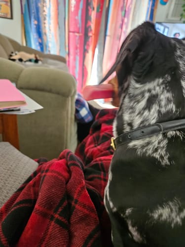 Close-up of a customer's dog chewing a reddish Long-Lasting Yak Chew on a lap.