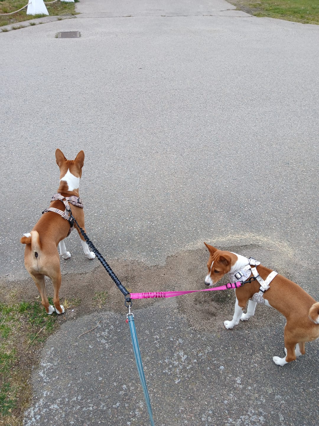 Customer photo review of Halsband - Paws in Love