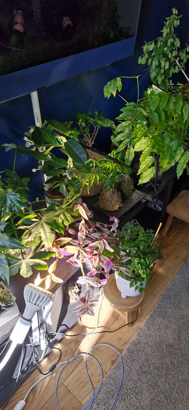 Customer photo review of Pianta Grow Light and Stelo Clip-On Bulb Holder Bundle