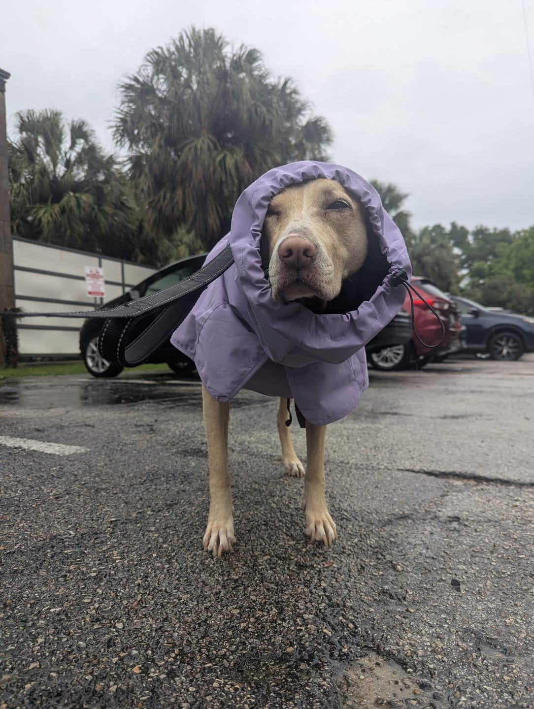 Customer photo review of Breatheshield™ Dog Raincoats