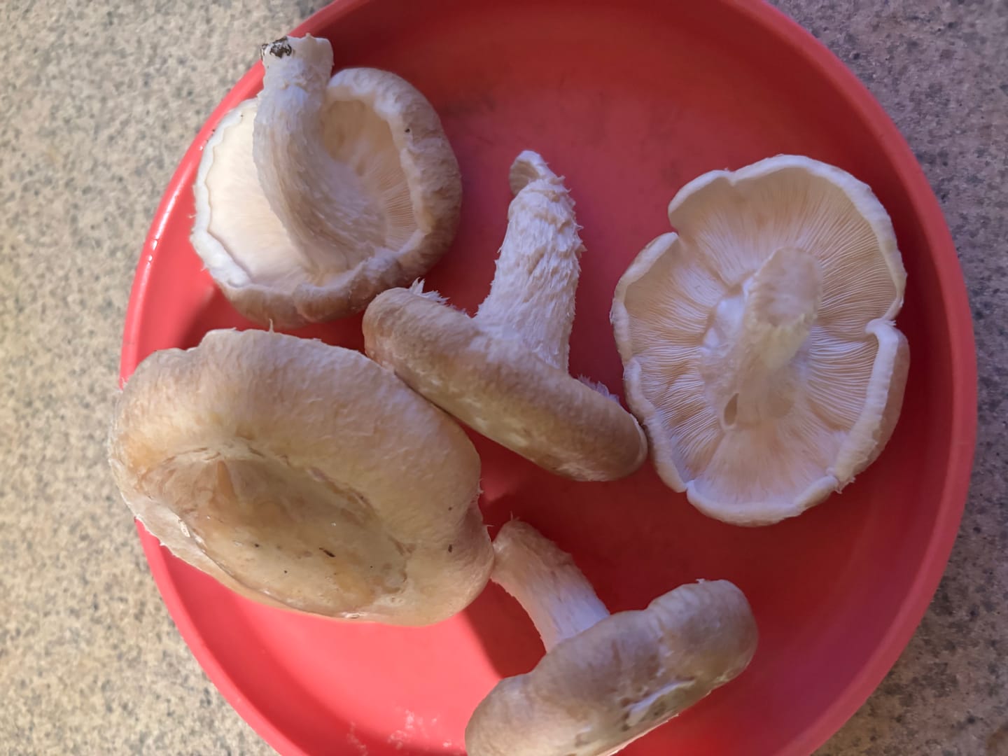 Customer photo review of Shiitake Mushroom Mini-Farm Grow Kit