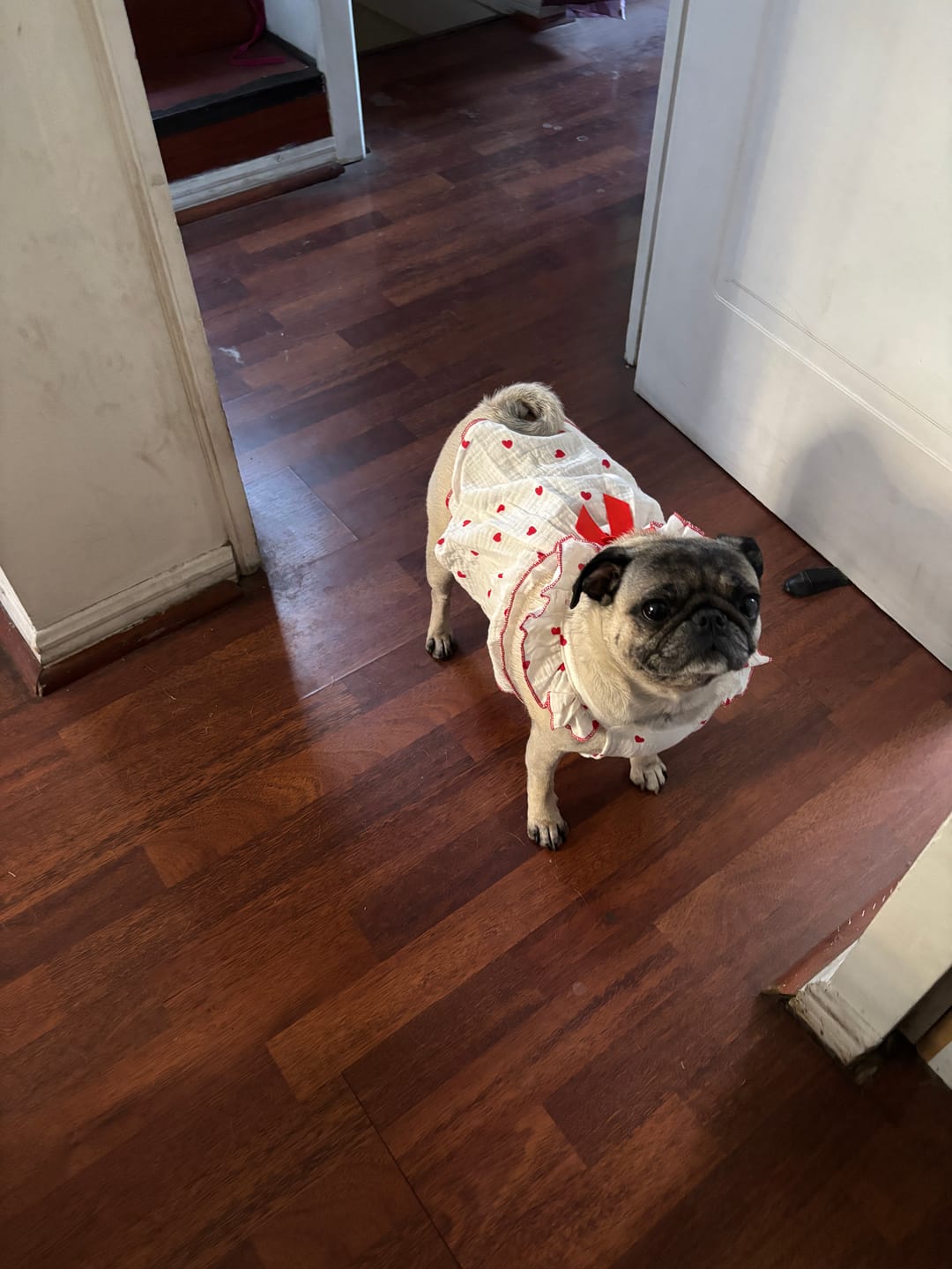 Customer photo review of PetFamily Foods