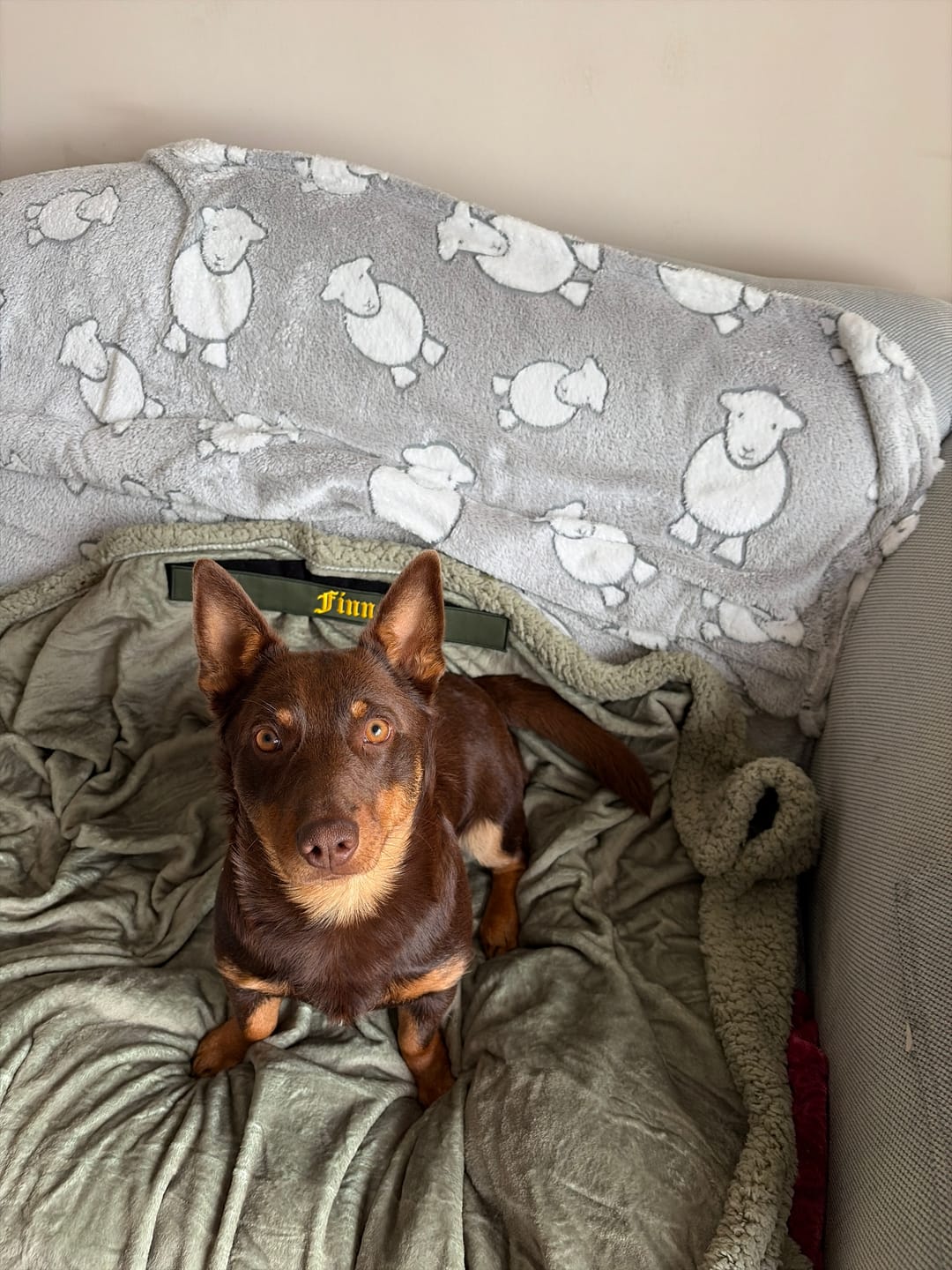 Customer photo review of Solid Sage Edition | Luxury Human & Dog Blanket