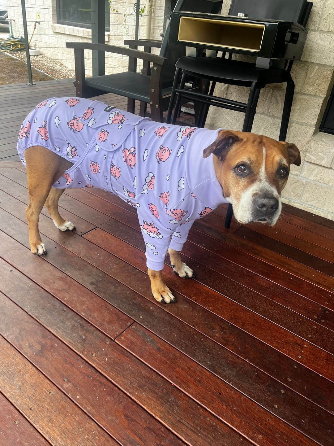 Customer photo review of Dog Surgical Suit - When Pigs Fly