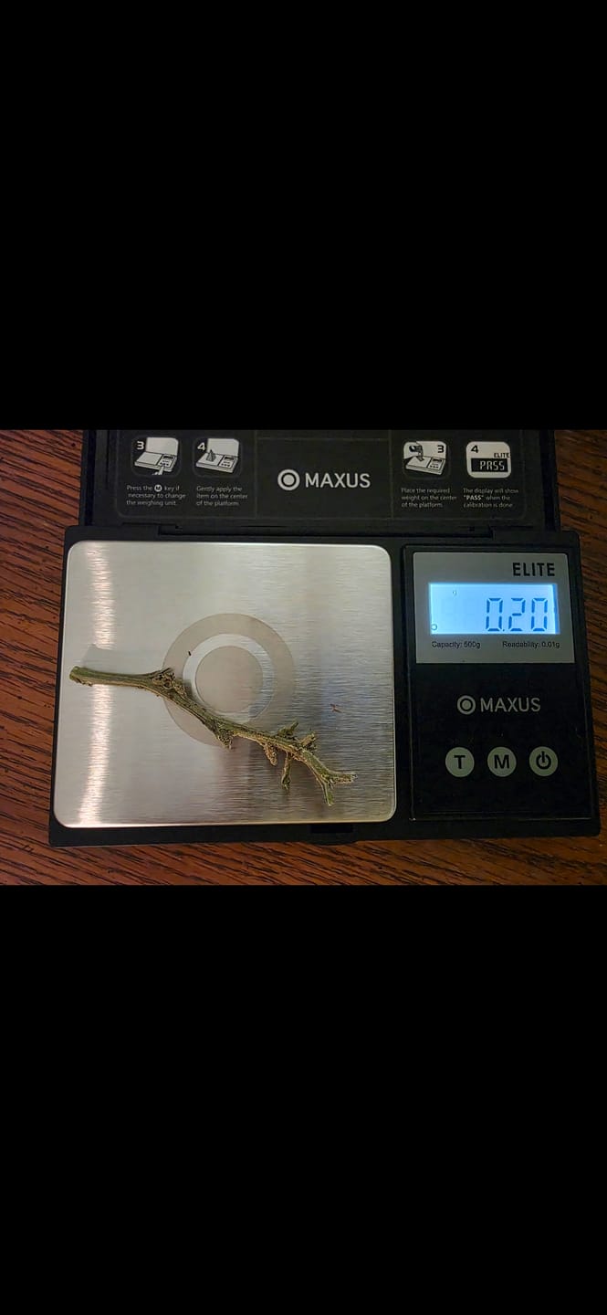 Customer photo review of Blue Dream - 28 Grams - Sativa