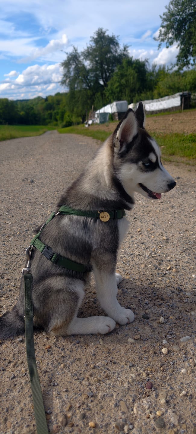 Customer photo review of Hundemarke mit Gravur, Name und Telefon personalisiert, rund, 25mm oder 30mm in verschiedenen Farben